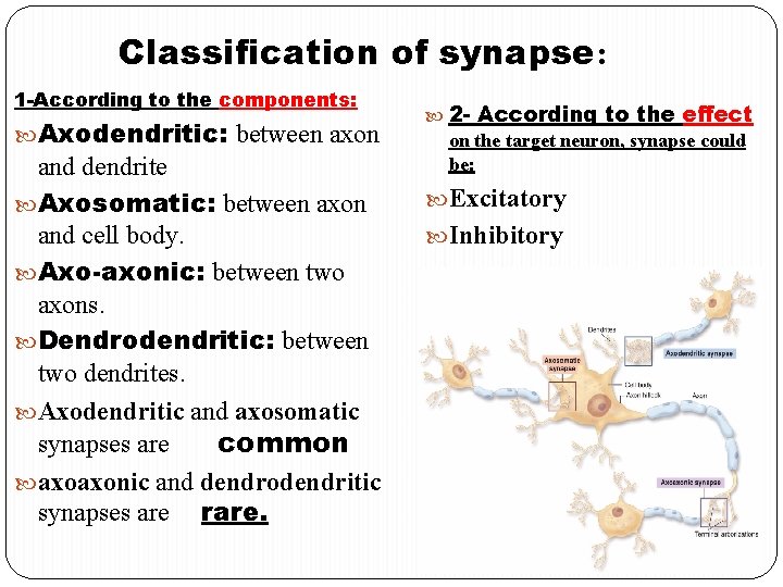 Classification of synapse: 1 -According to the components: Axodendritic: between axon and dendrite Axosomatic: Classification of synapse: 1 -According to the components: Axodendritic: between axon and dendrite Axosomatic: