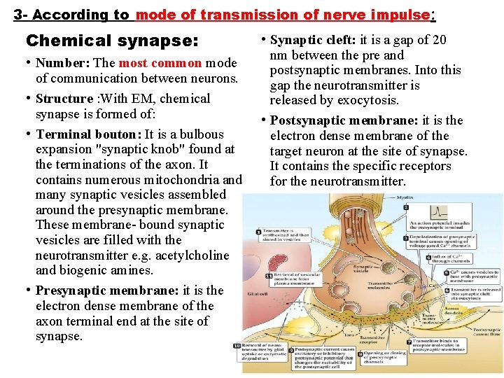 3 - According to mode of transmission of nerve impulse: Chemical synapse: • Number: 3 - According to mode of transmission of nerve impulse: Chemical synapse: • Number: