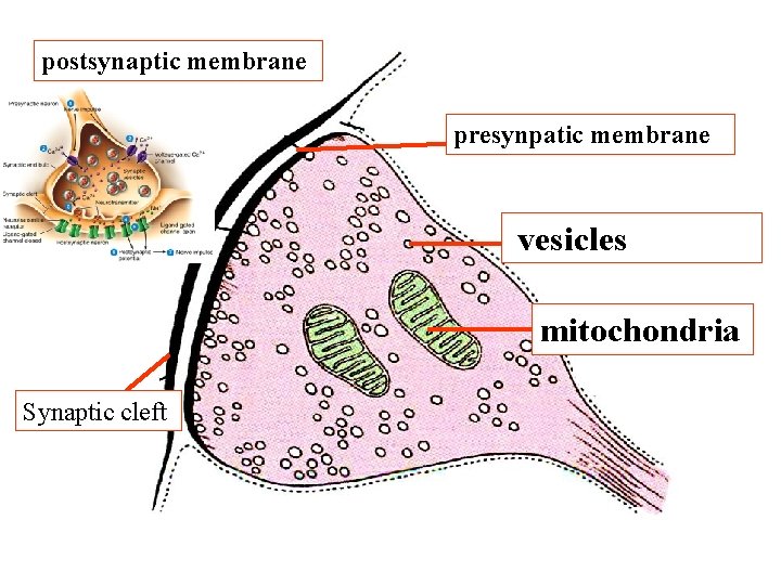postsynaptic membrane presynpatic membrane vesicles mitochondria Synaptic cleft postsynaptic membrane presynpatic membrane vesicles mitochondria Synaptic cleft