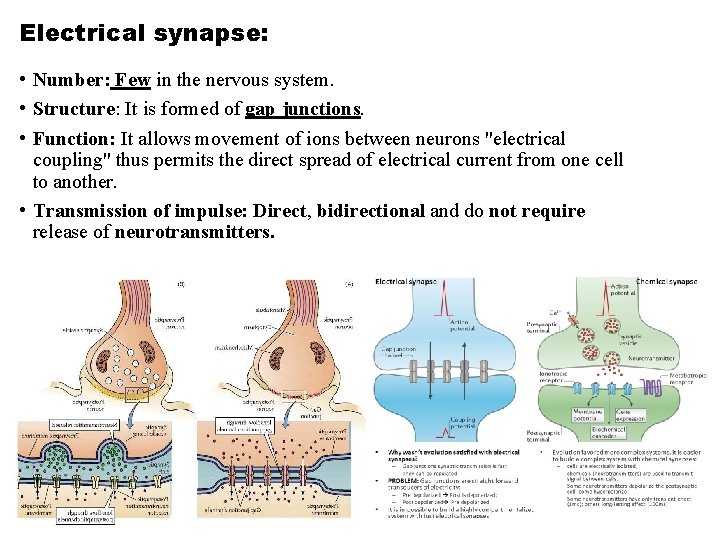 Electrical synapse: • Number: Few in the nervous system. • Structure: It is formed Electrical synapse: • Number: Few in the nervous system. • Structure: It is formed