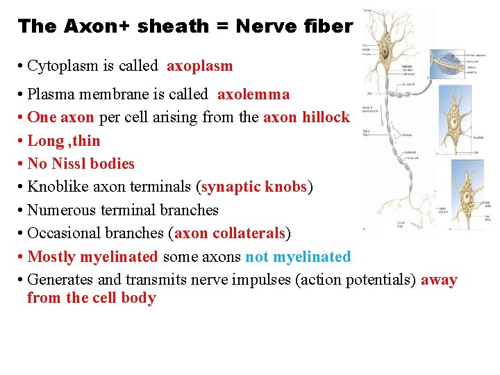The Axon+ sheath = Nerve fiber • Cytoplasm is called axoplasm • Plasma membrane The Axon+ sheath = Nerve fiber • Cytoplasm is called axoplasm • Plasma membrane