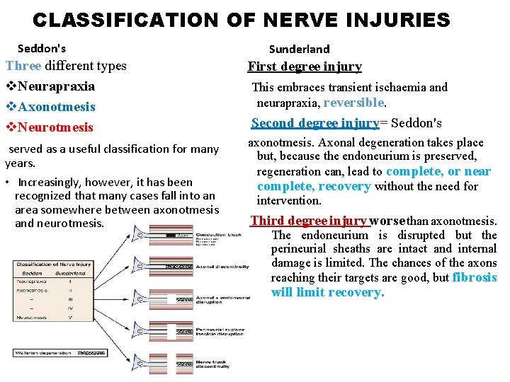 CLASSIFICATION OF NERVE INJURIES Seddon's Sunderland Three different types v. Neurapraxia v. Axonotmesis v. CLASSIFICATION OF NERVE INJURIES Seddon's Sunderland Three different types v. Neurapraxia v. Axonotmesis v.