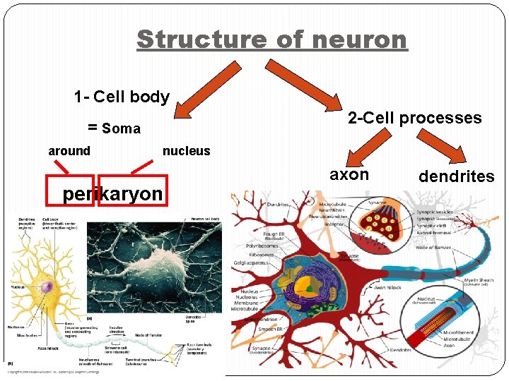 Structure of neuron 1 - Cell body 2 -Cell processes = Soma around nucleus Structure of neuron 1 - Cell body 2 -Cell processes = Soma around nucleus