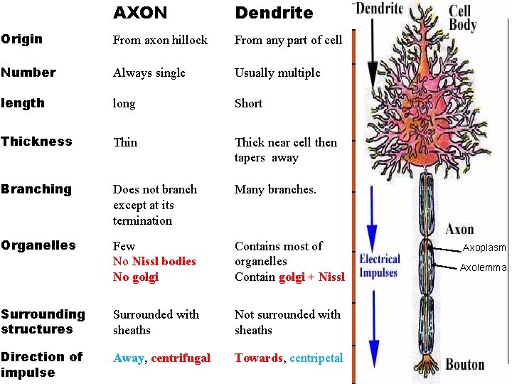 AXON The nerve cell processes: . Dendrite Origin From axon hillock From any part AXON The nerve cell processes: . Dendrite Origin From axon hillock From any part