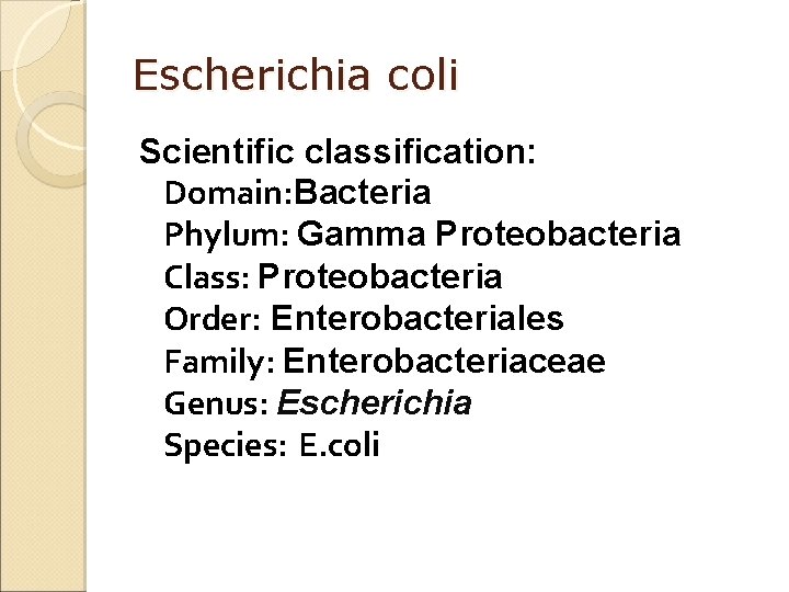 Escherichia coli Scientific classification: Domain: Bacteria Phylum: Gamma Proteobacteria Class: Proteobacteria Order: Enterobacteriales Family: