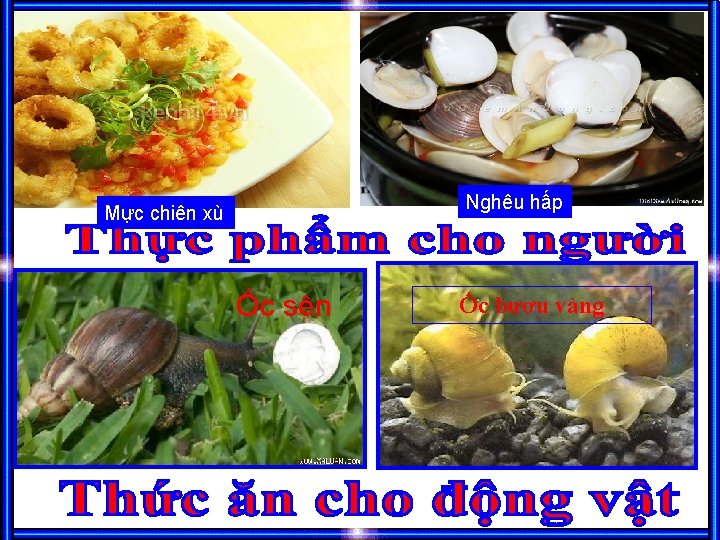 Nghêu hấp Mực chiên xù Ốc sên Ốc bươu vàng 