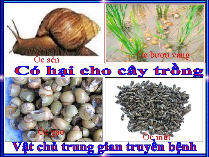 Ốc sên Sên trần Ốc sên Ốc gạo Ốc bươu vàng Ốc mút 