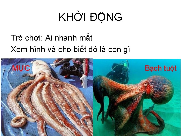 KHỞI ĐỘNG Trò chơi: Ai nhanh mắt Xem hình và cho biết đó là