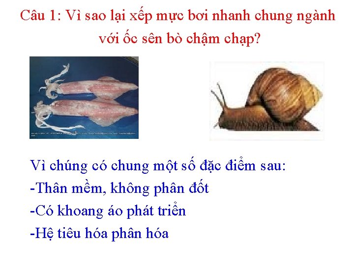 Câu 1: Vì sao lại xếp mực bơi nhanh chung ngành với ốc sên