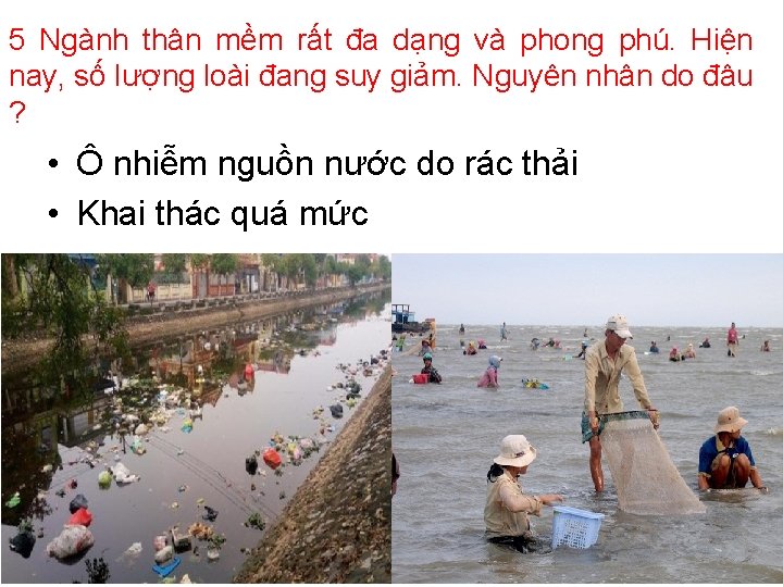 5 Ngành thân mềm rất đa dạng và phong phú. Hiện nay, số lượng