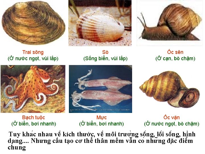 Trai sông (Ở nước ngọt, vùi lấp) Bạch tuộc (Ở biển, bơi nhanh) Sò