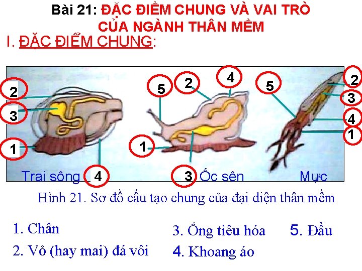 Bài 21: ĐẶC ĐIỂM CHUNG VÀ VAI TRÒ CỦA NGÀNH TH N MỀM I.