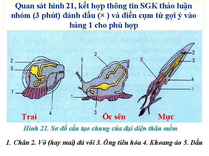 Quan sát hình 21, kết hợp thông tin SGK thảo luận nhóm (3 phút)