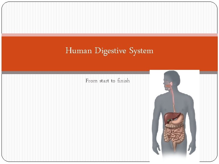 Human Digestive System From start to finish Write