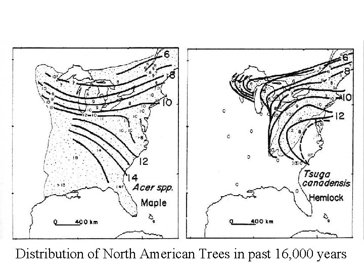 Distribution of North American Trees in past 16, 000 years Distribution of North American Trees in past 16, 000 years