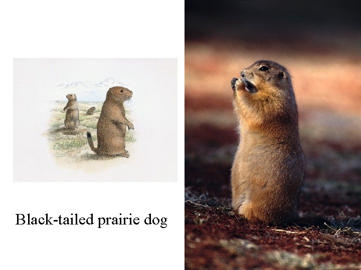 Black-tailed prairie dog 