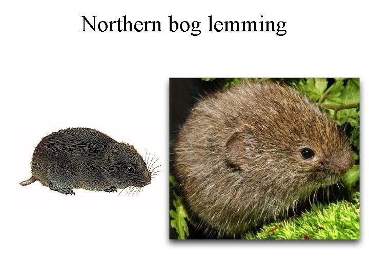 Northern bog lemming 