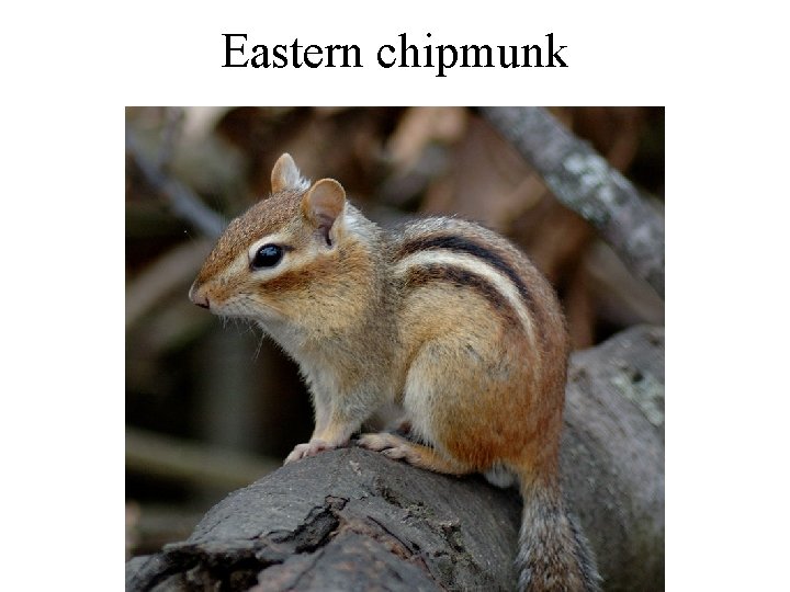 Eastern chipmunk 