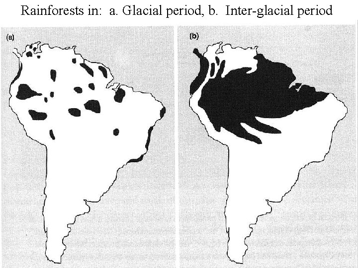 Rainforests in: a. Glacial period, b. Inter-glacial period 