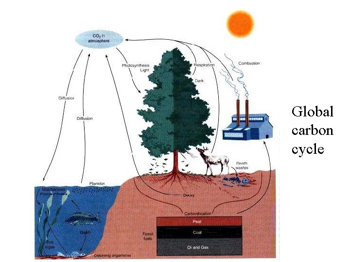 Global carbon cycle 