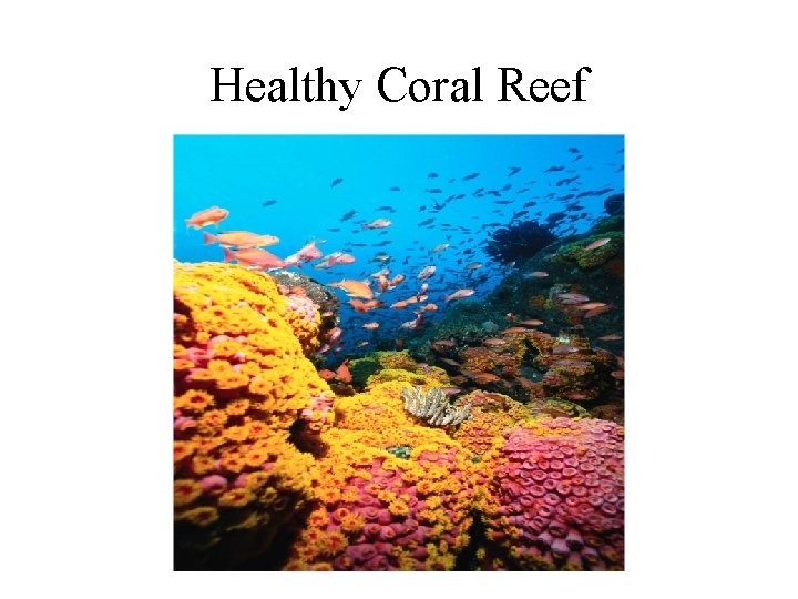 Healthy Coral Reef 