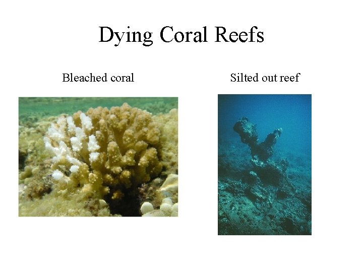 Dying Coral Reefs Bleached coral Silted out reef Dying Coral Reefs Bleached coral Silted out reef