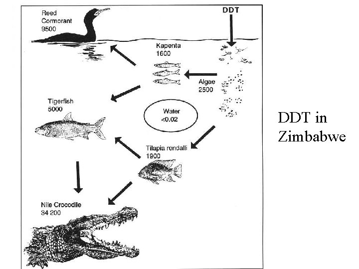 DDT in Zimbabwe 