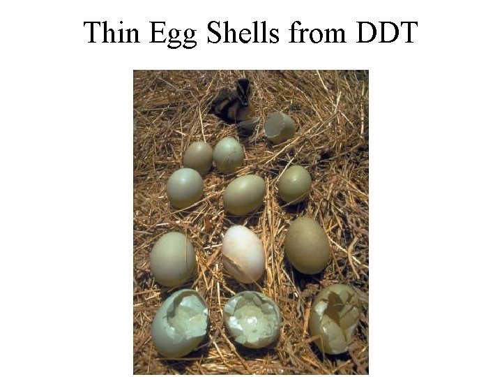 Thin Egg Shells from DDT Thin Egg Shells from DDT