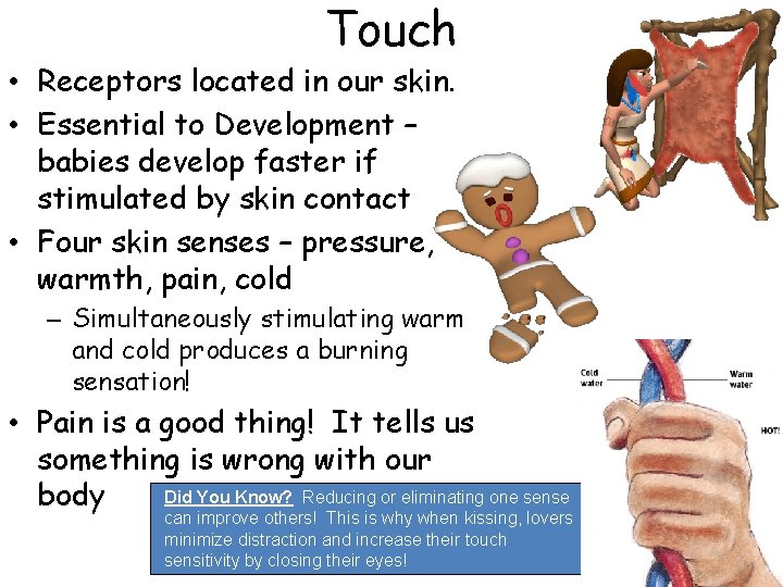 Touch • Receptors located in our skin. • Essential to Development – babies develop