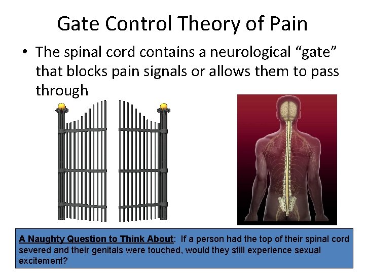 Gate Control Theory of Pain • The spinal cord contains a neurological “gate” that
