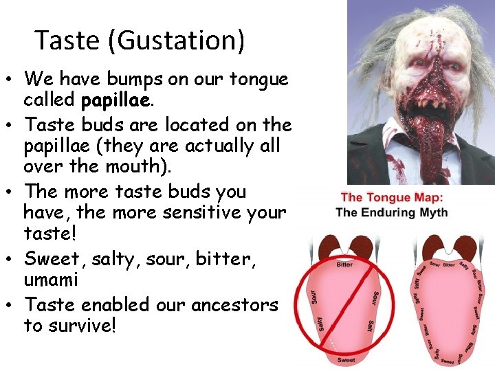Taste (Gustation) • We have bumps on our tongue called papillae. • Taste buds