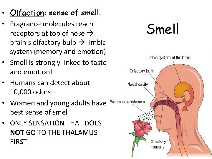  • Olfaction: sense of smell. • Fragrance molecules reach receptors at top of