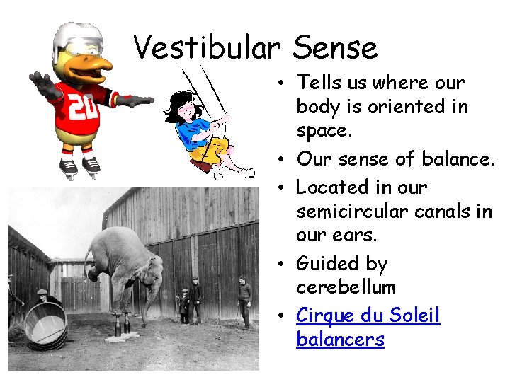 Vestibular Sense • Tells us where our body is oriented in space. • Our