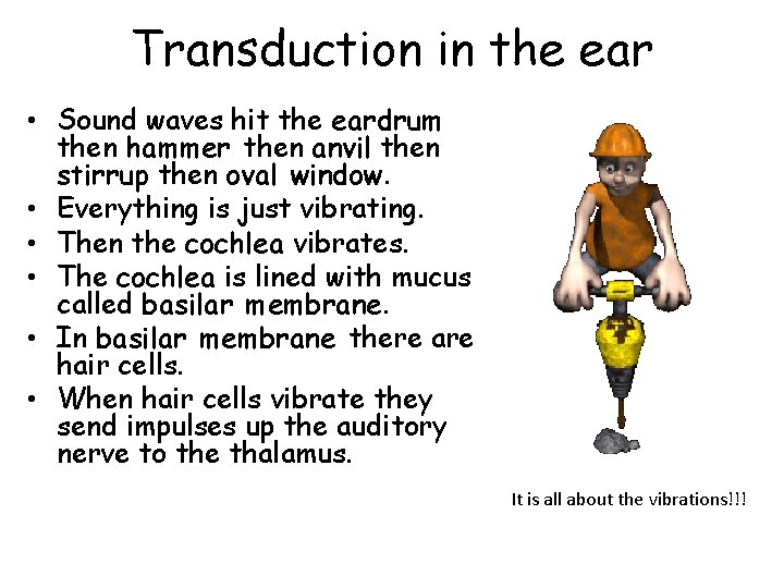 Transduction in the ear • Sound waves hit the eardrum then hammer then anvil