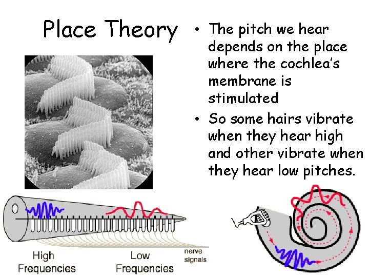 Place Theory • The pitch we hear depends on the place where the cochlea’s