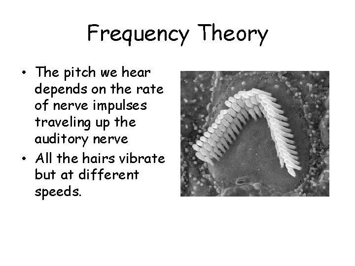 Frequency Theory • The pitch we hear depends on the rate of nerve impulses