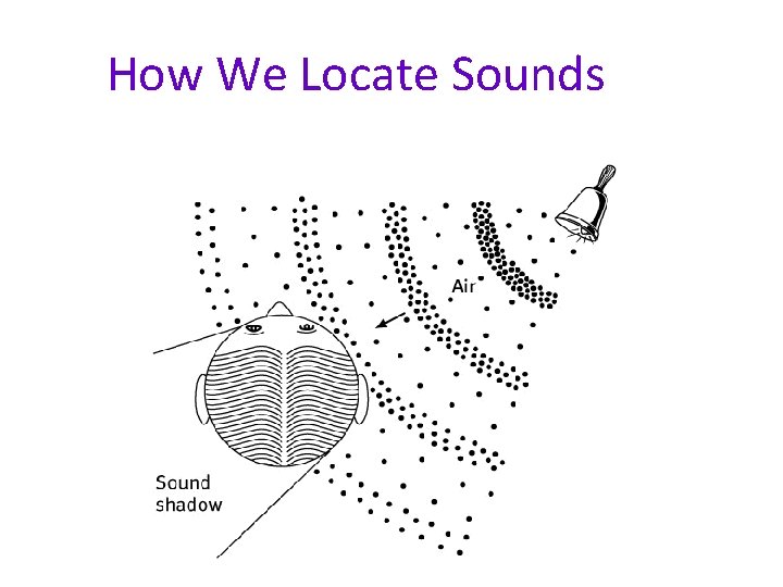 How We Locate Sounds 