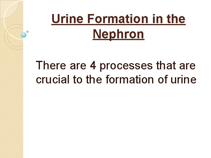 Urine Formation in the Nephron There are 4 processes that are crucial to the