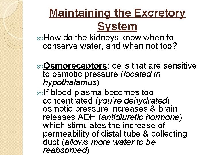 Maintaining the Excretory System How do the kidneys know when to conserve water, and