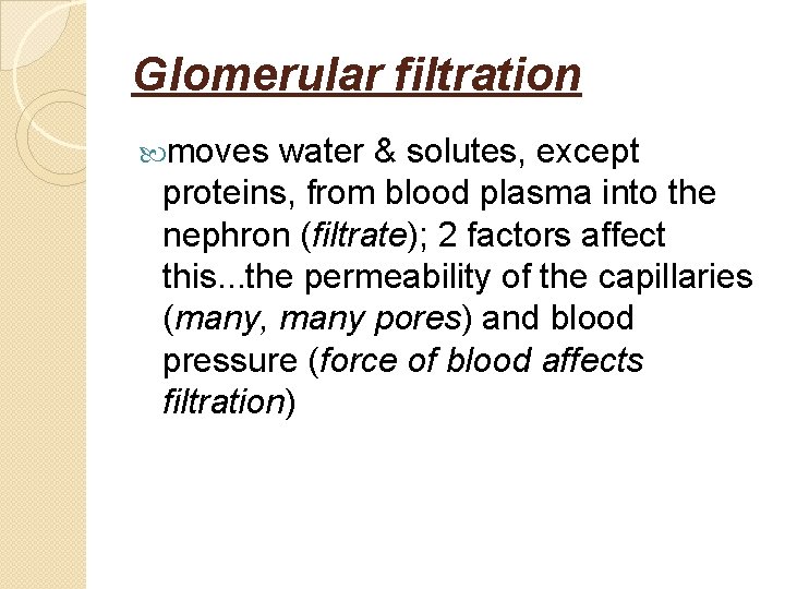 Glomerular filtration moves water & solutes, except proteins, from blood plasma into the nephron