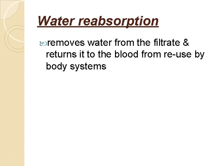 Water reabsorption removes water from the filtrate & returns it to the blood from
