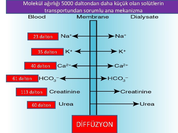 Molekül ağırlığı 5000 daltondan daha küçük olan solütlerin transportundan sorumlu ana mekanizma 23 dalton