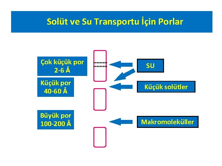 Solüt ve Su Transportu İçin Porlar Çok küçük por 2 -6 Å SU Küçük