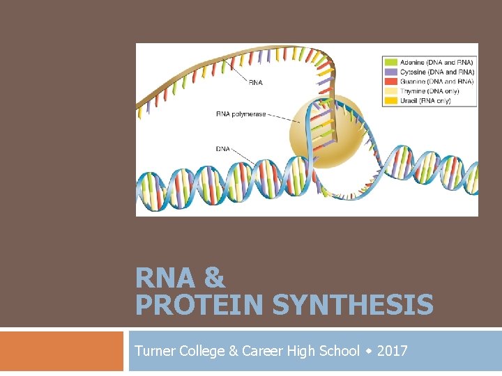 RNA & PROTEIN SYNTHESIS Turner College & Career High School 2017 