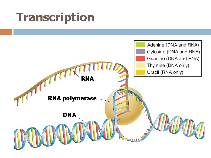 Transcription RNA polymerase DNA 