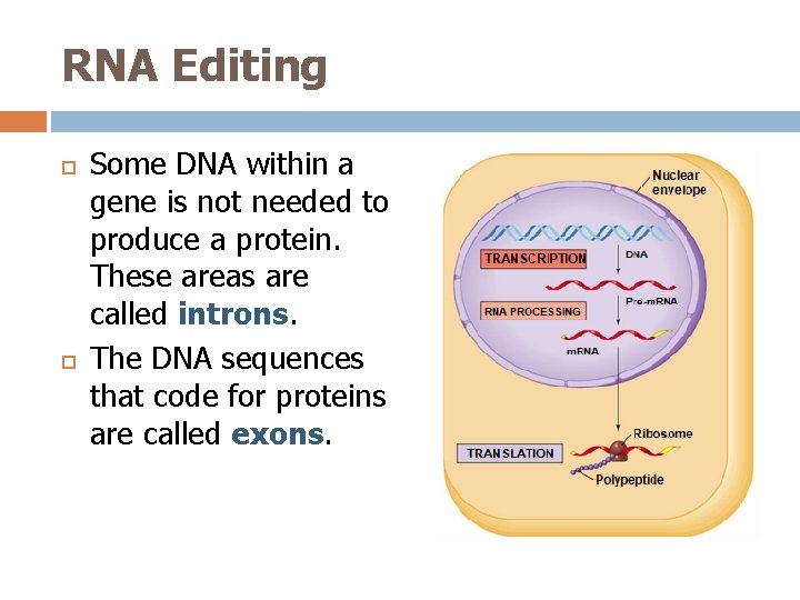 RNA Editing Some DNA within a gene is not needed to produce a protein.