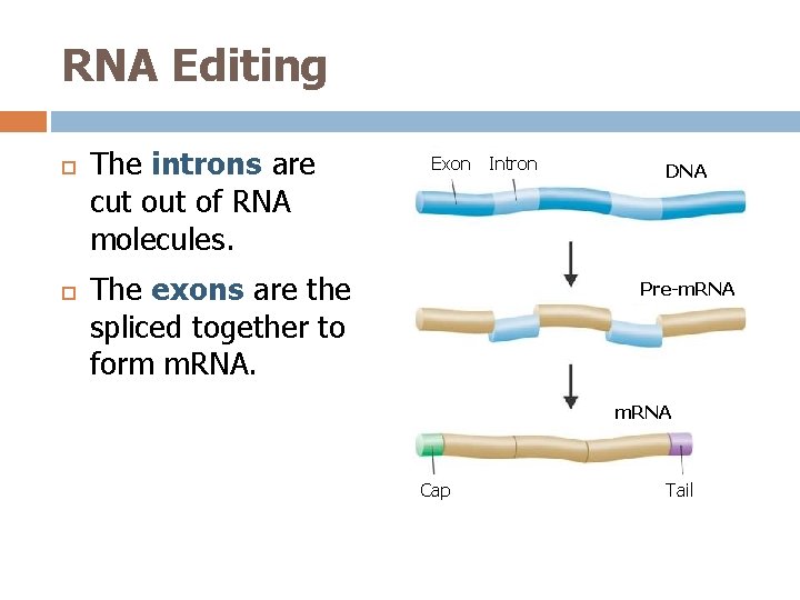 RNA Editing The introns are cut of RNA molecules. Exon The exons are the