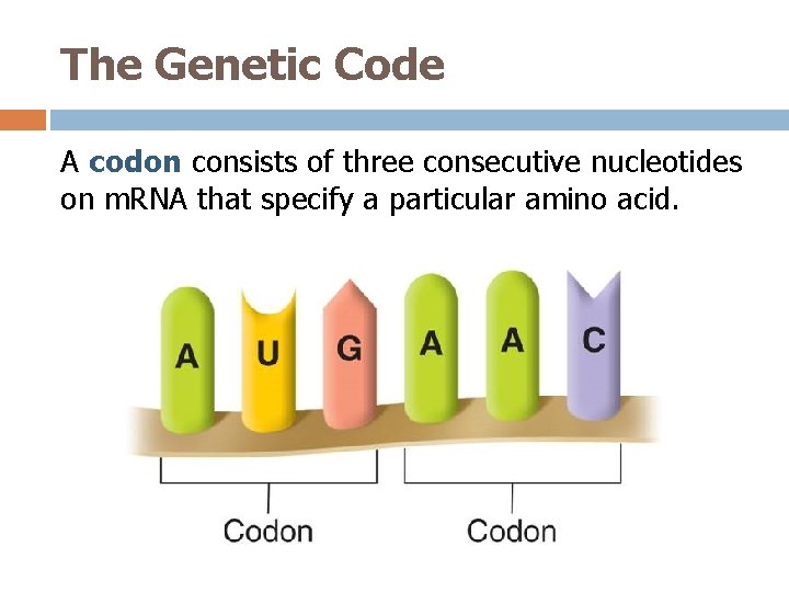 The Genetic Code A codon consists of three consecutive nucleotides on m. RNA that