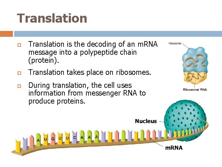 Translation Translation is the decoding of an m. RNA message into a polypeptide chain