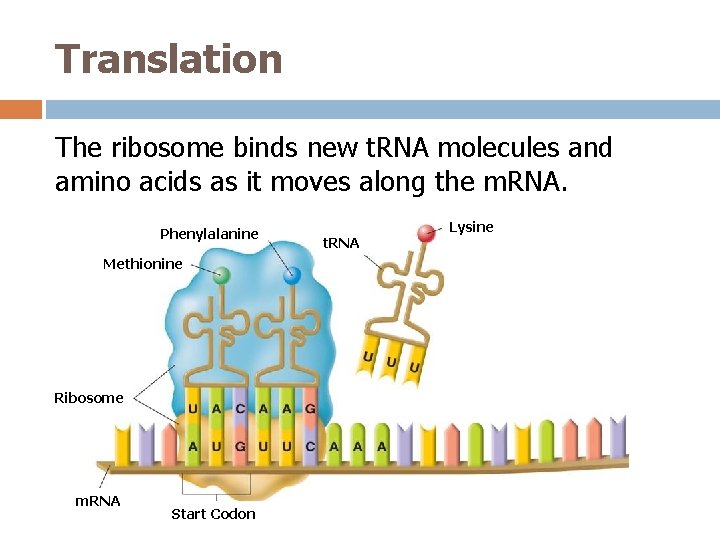 Translation The ribosome binds new t. RNA molecules and amino acids as it moves